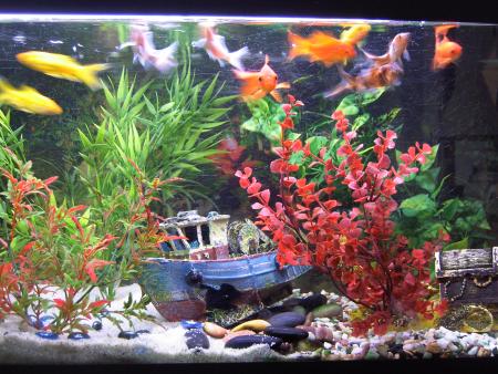mon aquarium!